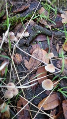 Mycena