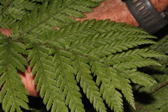 Parapolystichum munitum