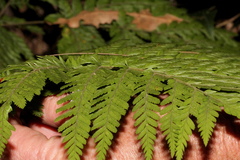 Parapolystichum munitum