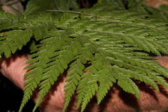 Parapolystichum munitum