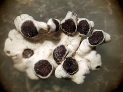 Rhizoplaca glaucophana