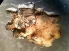 Rhizoplaca glaucophana