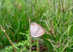 Euchrysops