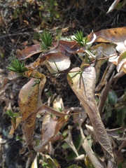 Acourtia glomeriflora