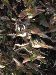 Acourtia glomeriflora