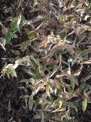 Acourtia glomeriflora