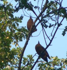 Perissocephalus tricolor