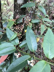 Leichhardtia suaveolens