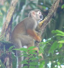 Saimiri sciureus