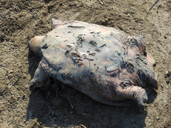 Rafetus euphraticus