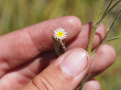 Erigeron lonchophyllus