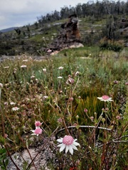 Actinotus forsythii