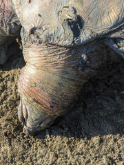 Rafetus euphraticus