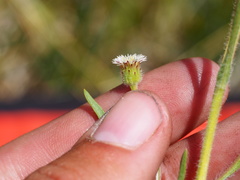 Erigeron lonchophyllus