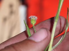Erigeron lonchophyllus