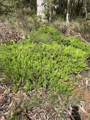 Persoonia chamaepitys
