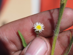 Erigeron lonchophyllus