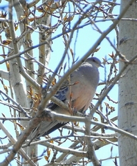 Streptopelia orientalis