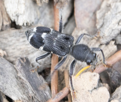 Trogodendron fasciculatum
