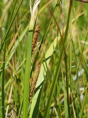 Carex nebrascensis