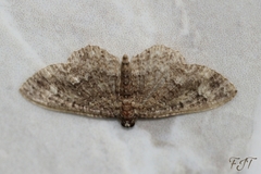 Disclisioprocta stellata