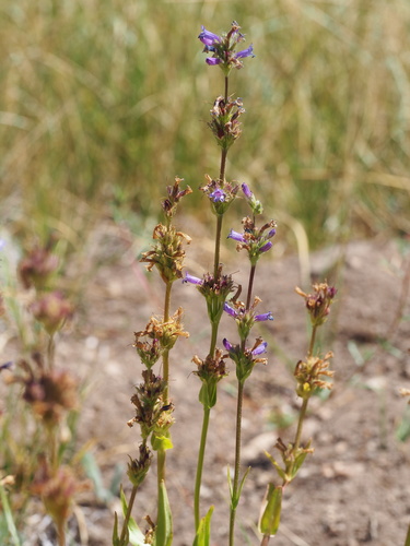Penstemon heterodoxus var. cephalophorus