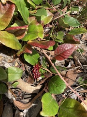 Grevillea laurifolia