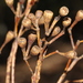 Eucalyptus microcorys - Photo (c) Pete Woodall, algunos derechos reservados (CC BY-NC), uploaded by Pete Woodall