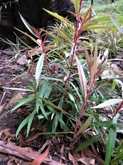Astrotricha longifolia