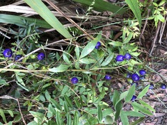 Dianella caerulea caerulea