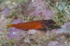 Tripterygion melanurus