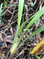 Dianella caerulea caerulea