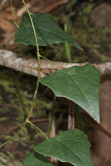 Echinostephia aculeata