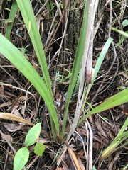 Dianella caerulea caerulea