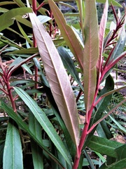 Astrotricha longifolia