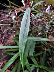 Astrotricha longifolia