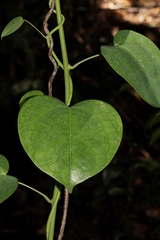 Streptothamnus moorei