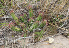 Euphorbia mammillaris