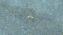 Hylobittacus apicalis