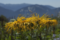 Inula magnifica