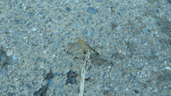 Hylobittacus apicalis