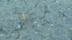 Hylobittacus apicalis