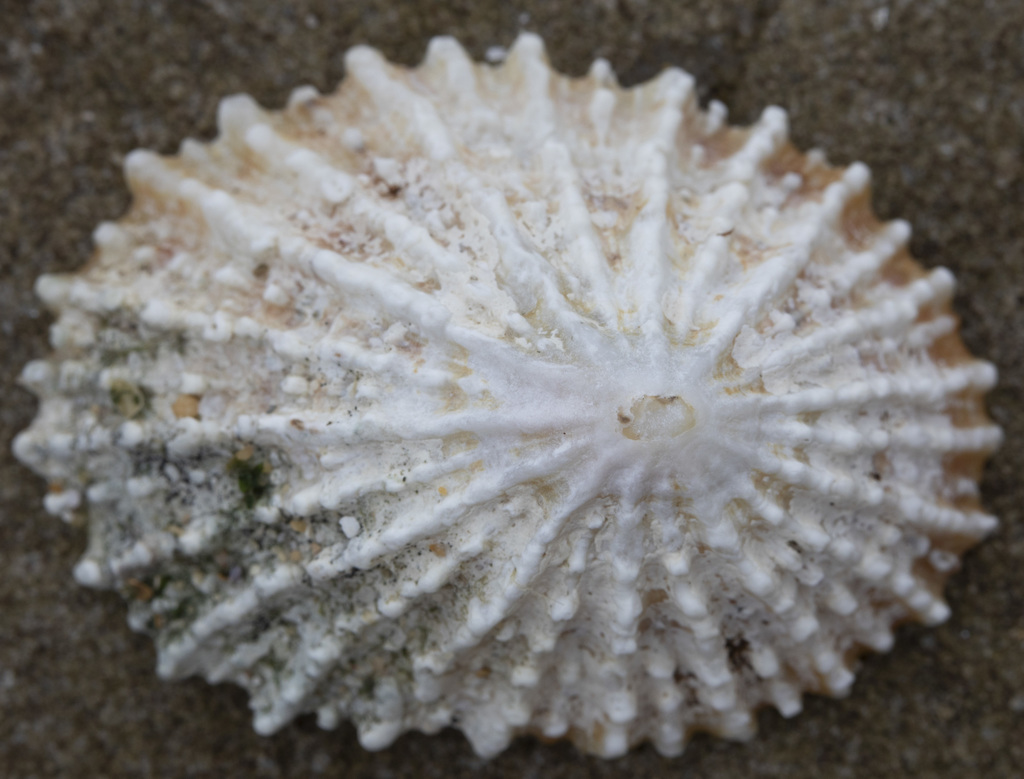 Scaly Limpet