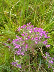 Comesperma retusum