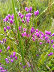 Comesperma retusum