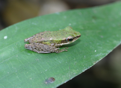 Northern White-lipped Frog, Hylarana eschatia
