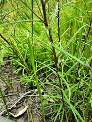 Coronidium waddelliae