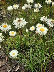 Coronidium waddelliae