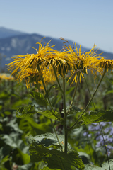 Inula magnifica