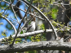 Muscicapa dauurica